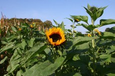 Sonnenblumen-044.jpg